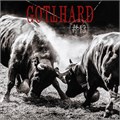 GOTTHARD - #13 727361512415 - фото 4458